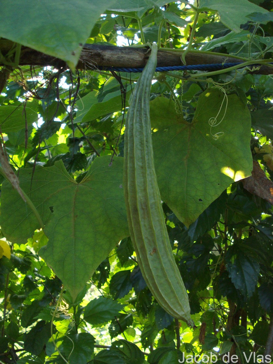 Luffa acutangula (L.) Roxb.